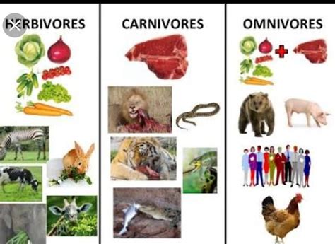 lirainosaurus diet and feeding habits